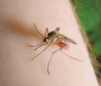 Како најбрзо да се ослободите од комарците во домот?