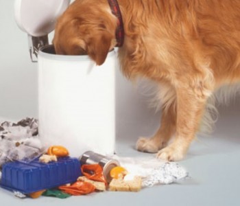 3 експресни решенија за да се ослободите од мирисот на ѓубре во домот