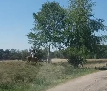 Хорор во сафари парк: Чопор гепарди нападнаа семејство со деца! (ВИДЕО)