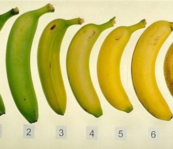 Која од овие банани е најдобра за вашиот организам?
