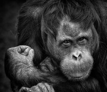 Бегство од затвор: Шимпанза плански побегнаа од зоолошка градина (ВИДЕО)